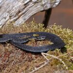 Calamaria eiselti snake