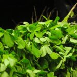 fenugreek seeds and leaves